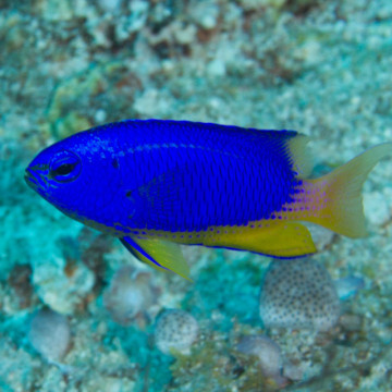 Pomacentrus coelestis : 3 à 4 cm